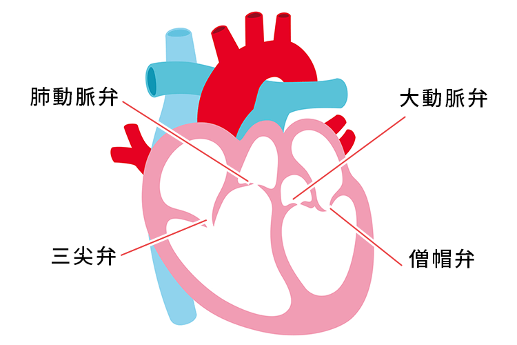 心臓弁膜症イメージ画像